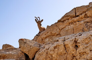 Makhtesh Ramon is a geological feature of the Israeli Negev Desert. Situated approximately 85 km south of the city of Beersheba, this landform represents the world's largest erosion circus. The format