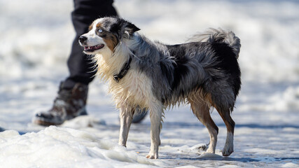 australian shepherd dog on the beach, beautifull eyes. Dog on the beach. space for text. White space.        

