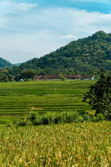 A large rice field area with a backdrop of hills on a sunny day. green rice field area in a beautiful and calm village with a blue sky in the background, so beautiful and peaceful