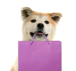 Cute dog with shopping bag on white background