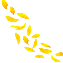 Sunflower petals in air on white background