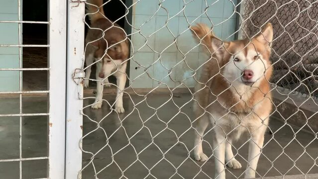 Beautiful Huskey dogs inside the cage in a zoo at Bahria Town, Islamabad, Pakistan