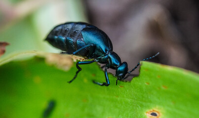 Macro shot of an oil beetle, also known as a blister beetle, feeding on a leaf