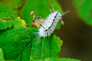 Close-up of a Hickory Tussock Moth on a leaf, with its neat white and black furry pattern