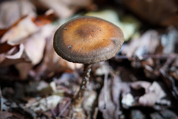 Macro shot of a small brown mushroom in a forest
