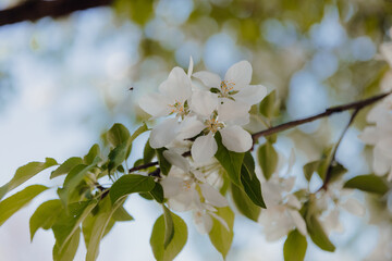 Closeup of blooming flowers on a tree branch in a park in spring