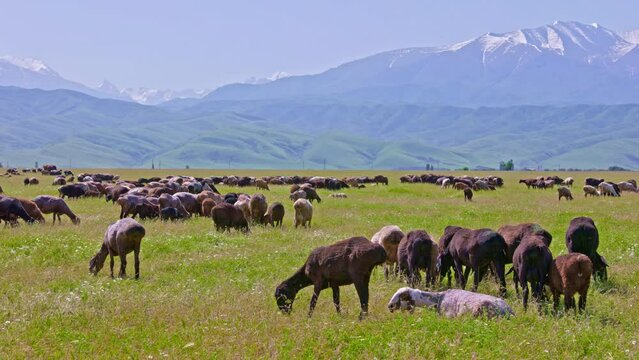 flock of fat-tailed sheep is grazing in tall grass at sunny day with mountains in the background.