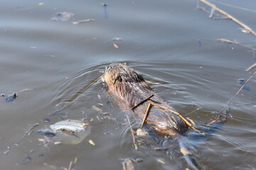 nutria (water rat) swimming in lake