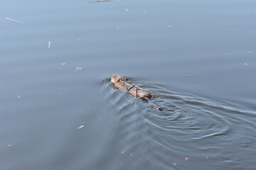 nutria (water rat) swimming in lake