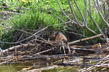 nutria (water rat) swimming in lake