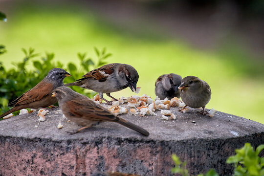 Group of sparrows also called pardal or chilero, eating breadcrumbs on a stone bowl