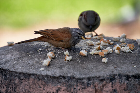 Group of sparrows also called pardal or chilero, eating breadcrumbs on a stone bowl