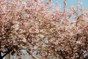 Park with benches under blossoming tree branches