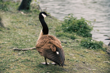 Closeup shot of a Canadian goose perched on the shore of a lake