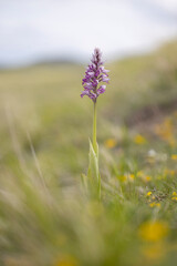 Fototapeta premium Orchis militaris, wild orchid, photographed in the Italian Apennines at high altitudes. Abruzzo, Italy.