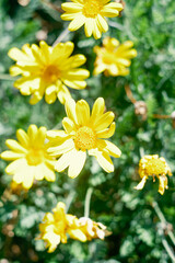 Obraz premium Close-Up of Yellow Daisies in Bloom