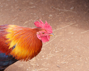 Vibrant rooster on Island of Maui, Hawaii, USA