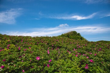 Callantsoog Netherlands Northsea coast with blue sky