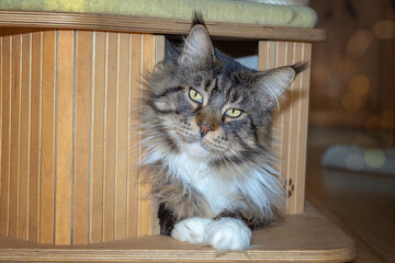 Frecher Blick vom Kater.