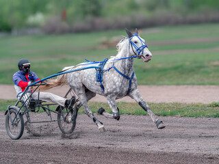 Harness racing at the racetrack. Horse racing.