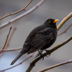 Blackbird perched on a tree branch.