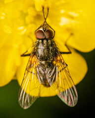 Close-up of a fly on a vibrant yellow flower.