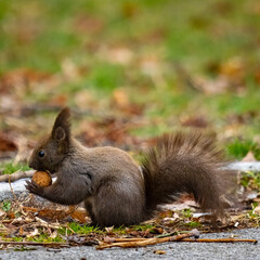 Squirrel foraging on the ground with food on its head in a natural setting.