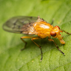 Close-up of a fly perched on a plant leaf.