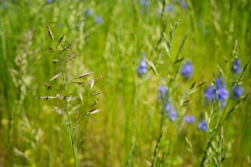 Green meadow with bluish spring flowers. Southern Germany