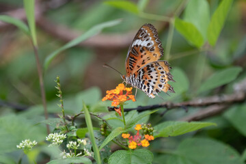 Cethosia nietneri, the Tamil lacewing, is a species of nymphalid butterfly found in Sri Lanka and south India