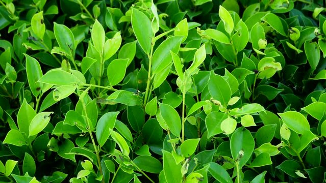 Bush of green tea leaves close up