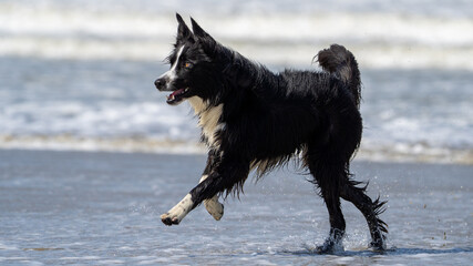 black dog on the beach having fun