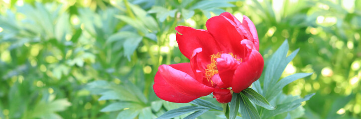 Red peony flower close up. Peonies blooming in a garden, park or yard. Beautiful bright flower....