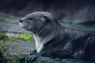 Otter on a log gazing at the sky