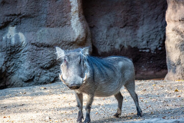 Small gray warthog next to a large rock