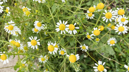 Flowers growing in a large home greenhouse, under the summer light, warm sun