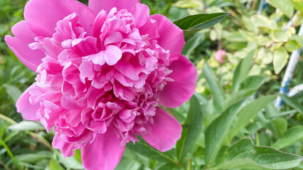 Flowers growing in a large home greenhouse, under the summer light, warm sun