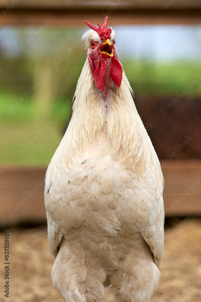 Wall mural close up portrait of white rooster crowing