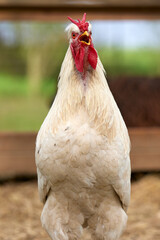 Close up portrait of white rooster crowing