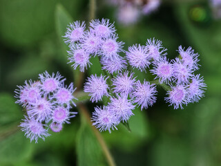 Bunch of full bloomed purple flowers, Ariel view 