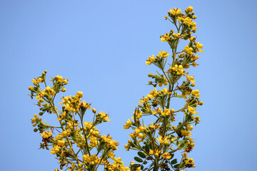 yellow flowers on blue sky background view from the ground 
