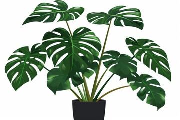 Lush green monstera plant in a black pot on white background