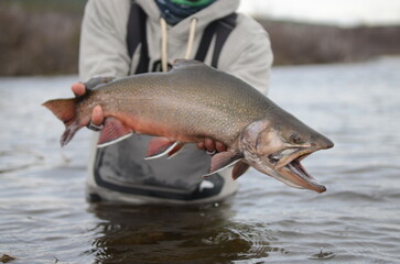 Closeup shot of a fisherman holding a Brook Trout over the water