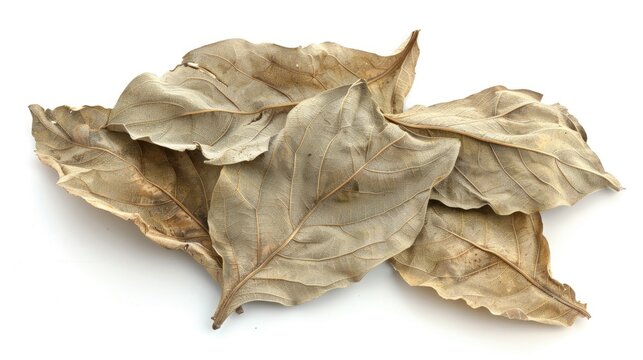 Dry Bhringraj leaves isolated on white background