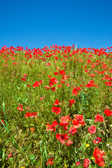 Poppies on a rocky escarpment in Spain.