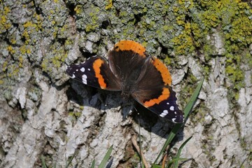 A Red Admiral butterfly perched on the side of a mossy Maple tree near Lake Ontario in spring