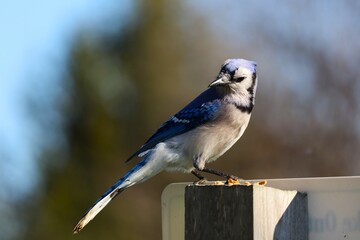 Image of a male Bluejay perched atop a trail sign at Lynde Shores near Lake Ontario.