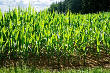 Lush summer forest in Southern Germany.