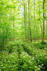 Obraz premium Landscape with blooming wild garlic in a German spring forest.