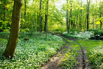 Landscape with blooming wild garlic in a German spring forest.